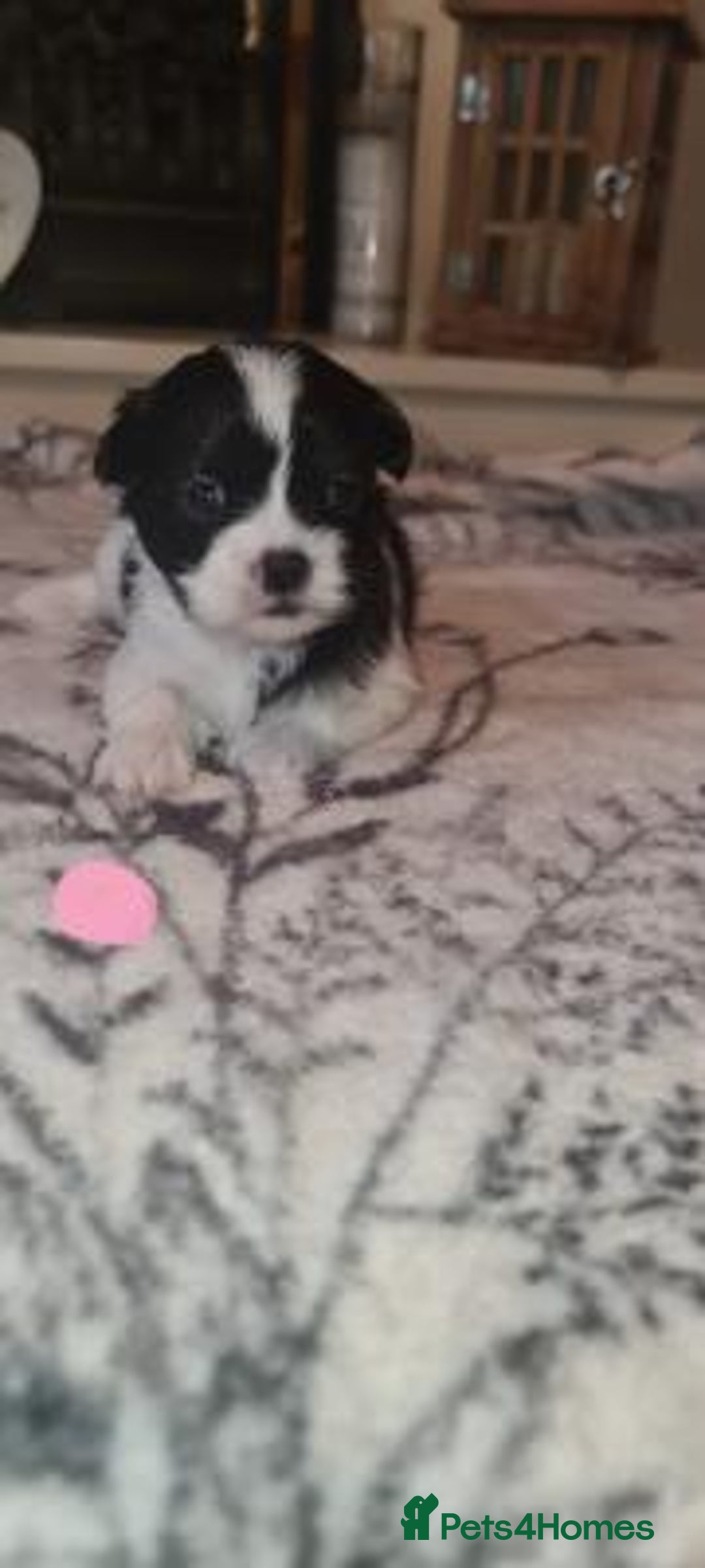Shih Tzu dogs for sale: Home Raised Shih Tzu Puppies. - Image 2
