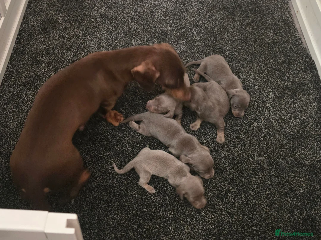 Dachshund dogs for sale: Beautiful little dachshund puppies - Advert 2
