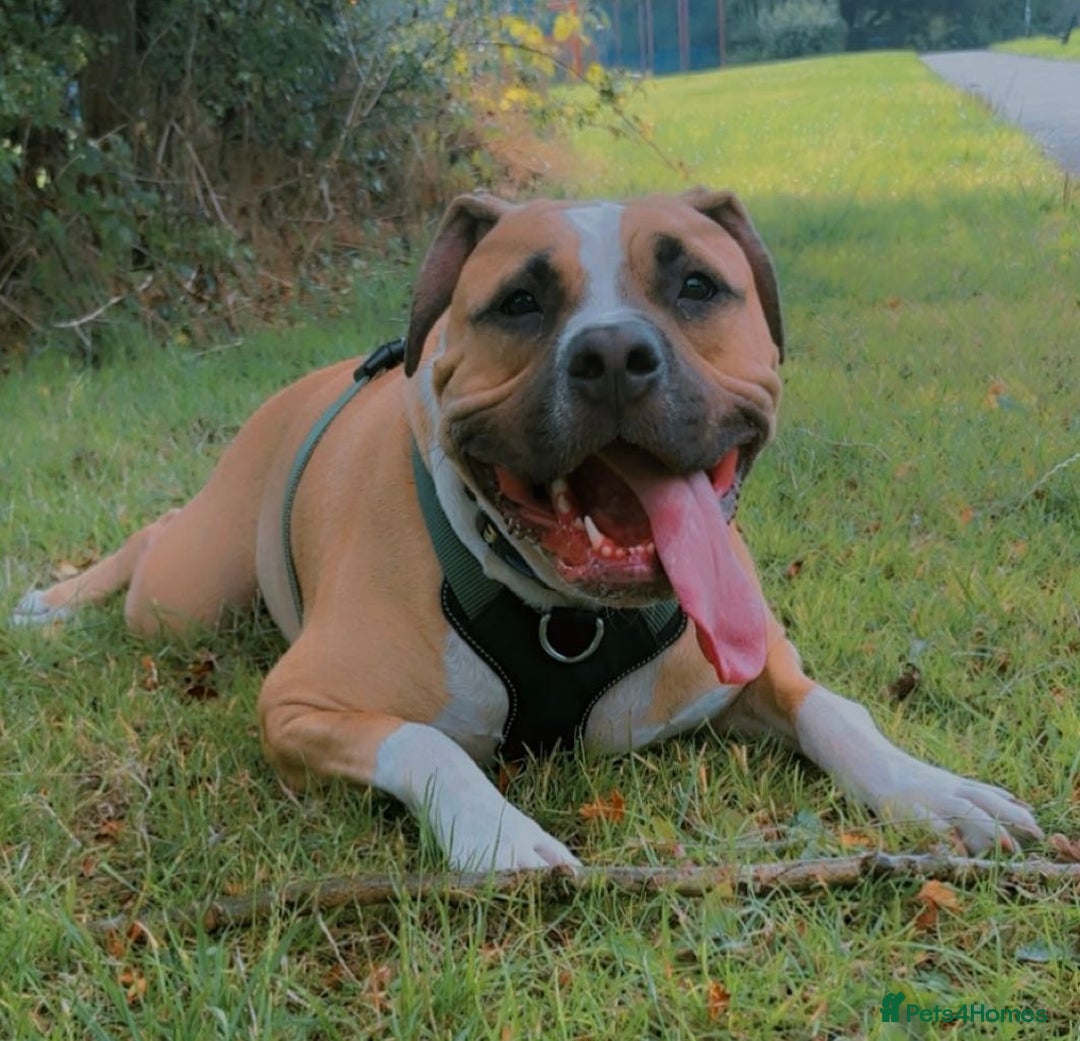 Mixed Breed dogs for sale: Bodhi - 2 Year Old AmBull X - Image 5