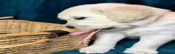Golden Retriever dogs for sale: KC Registered Golden Retriever Puppies - Advert 4