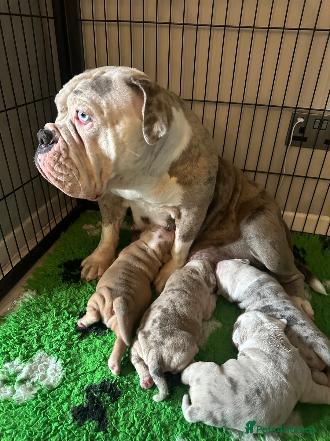 Olde English Bulldogge dogs for sale: 🍁🩵 stunning olde English pups 🩷🍁 - Advert 1