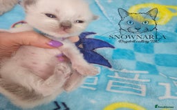 Ragdoll cats for sale: 5 Tica Boys Chocolate Point, Black Solid Mit,Blue  - Image 7