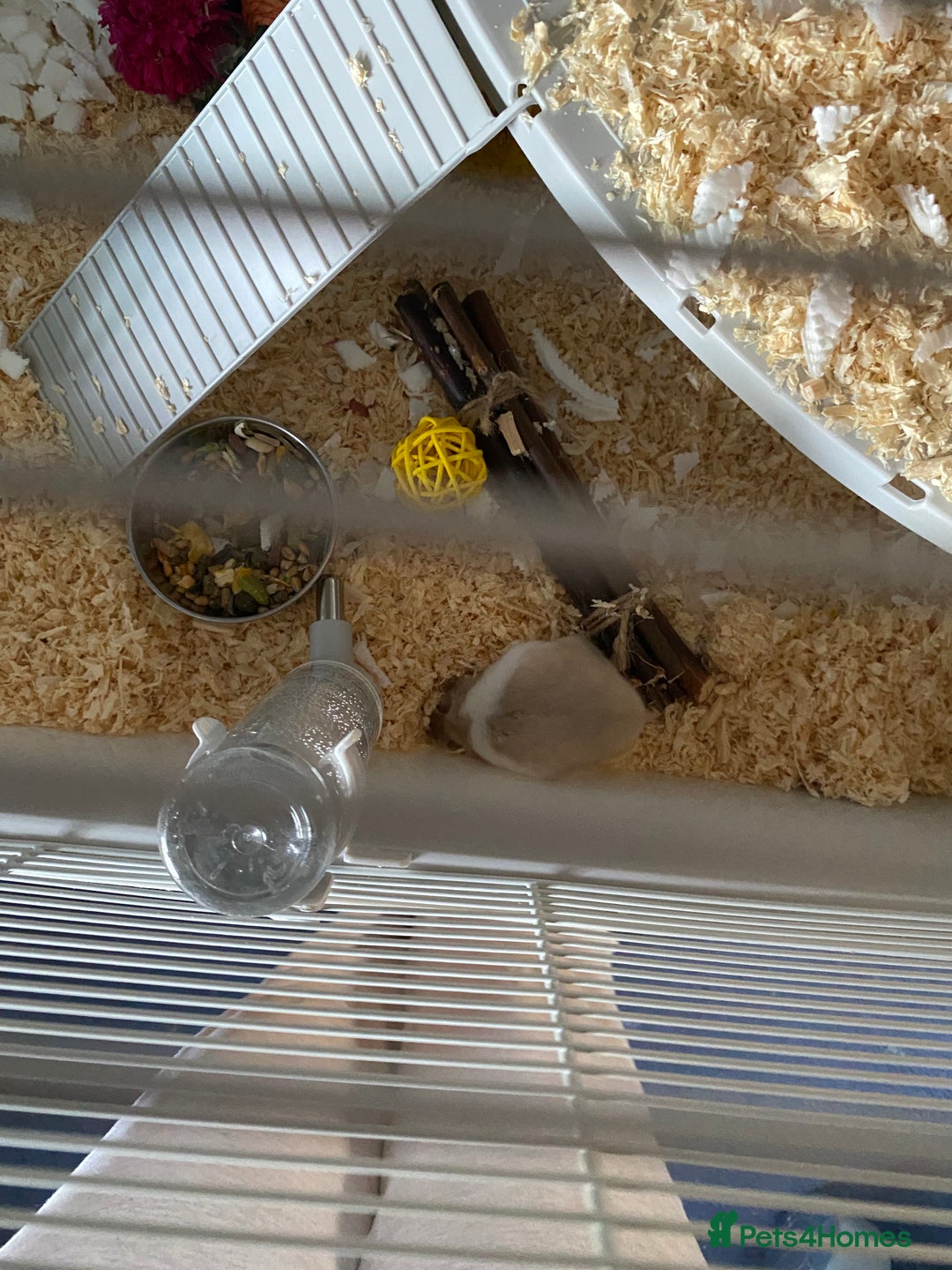 Hamster rodents for sale: Hamster and cage/ essentials for sale  - Advert 2