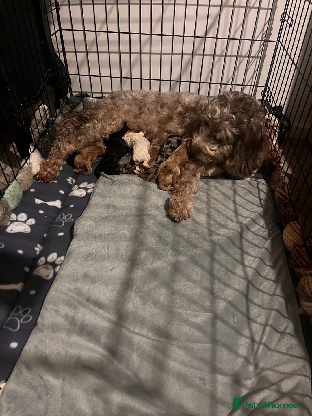 Cockapoo dogs for sale: Cockapoo puppies  - Advert 12