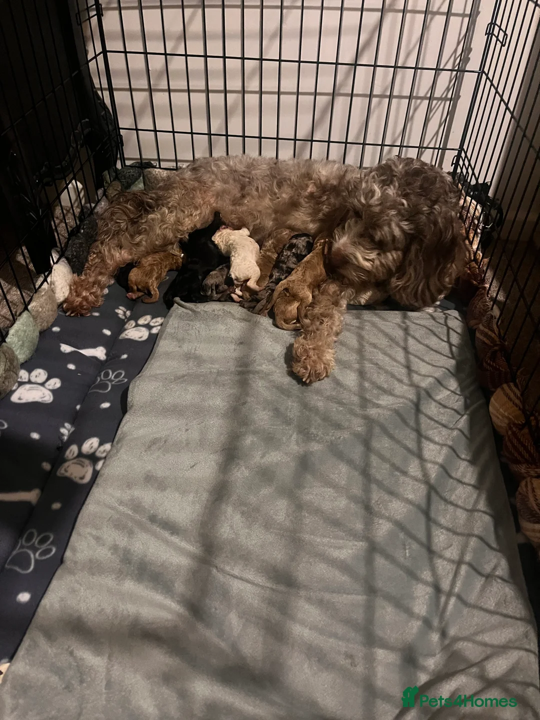 Cockapoo dogs for sale: Cockapoo puppies  - Advert 12