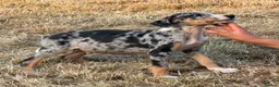 Lurcher dogs for sale: Stunning Lurchers  - Advert 23