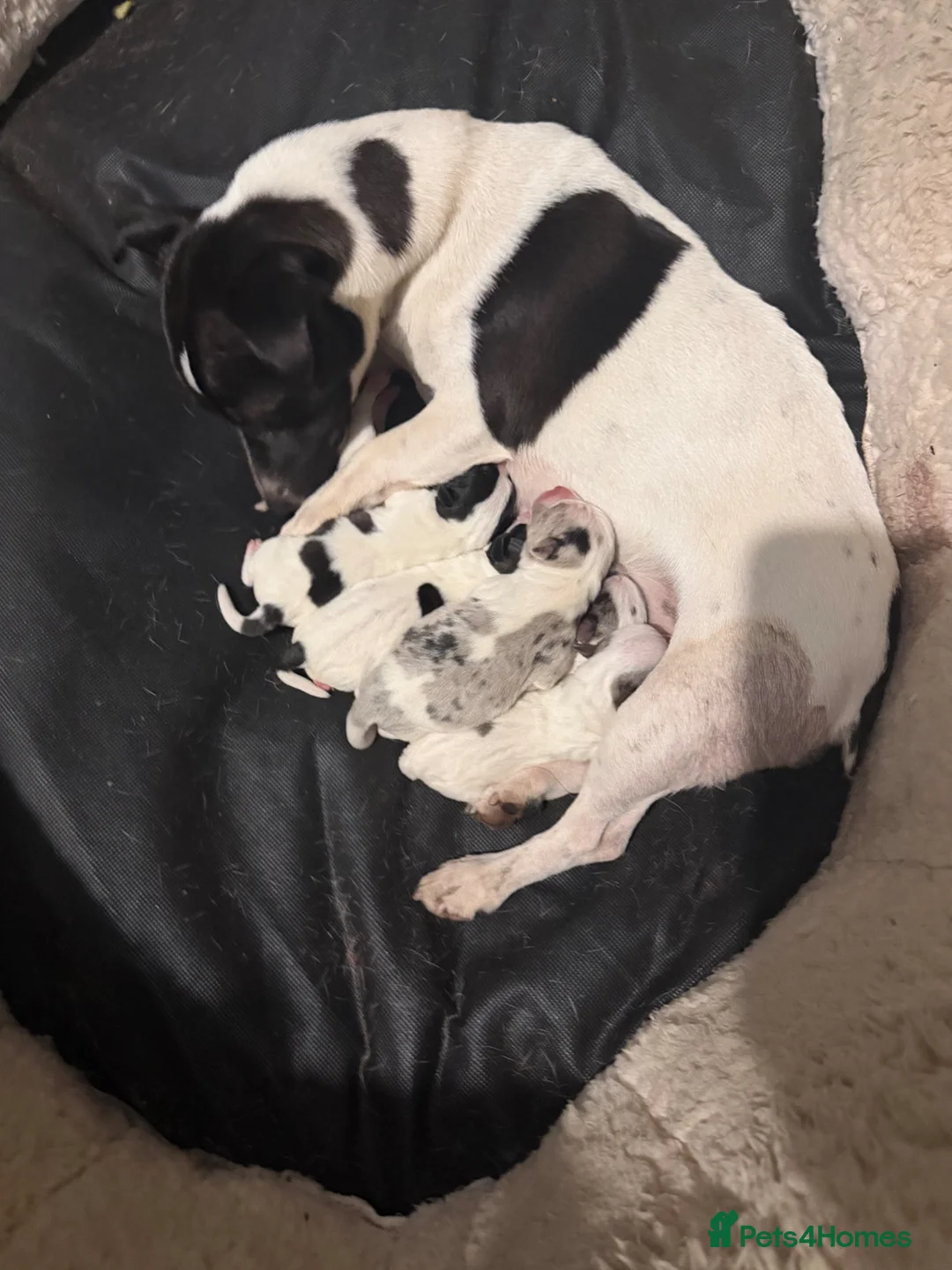 Jack Russell dogs for sale: Jack Russell Puppy.  - Advert 1