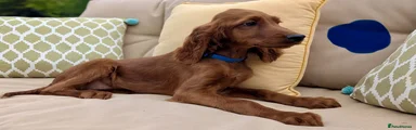 Irish Setter 2