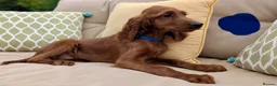 Irish Setter dogs for sale: Kennel Club Irish Setter Puppies  - Advert 19