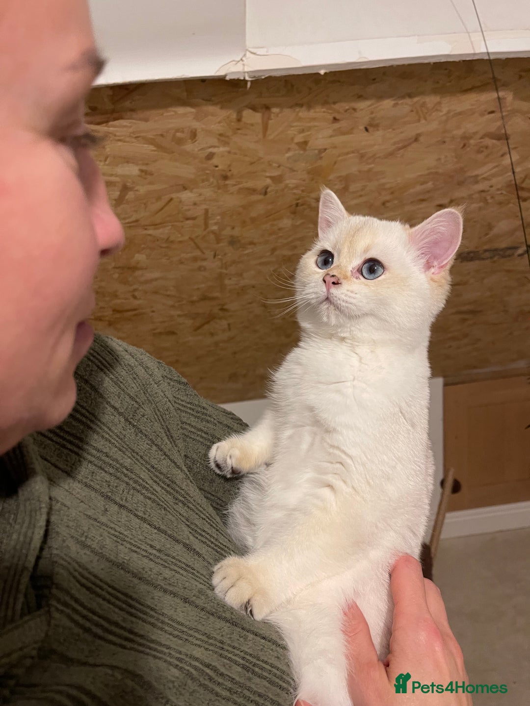 Scottish Fold cats for sale: SALE !!! LUXURY GOLDEN CHINCHILLA SCOTTISH FOLD  - Advert 2