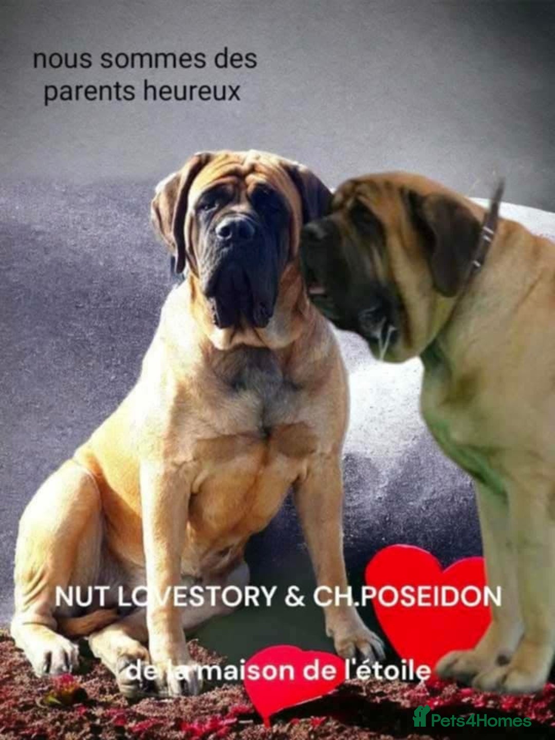 Mastiff dogs for sale: KC registered English Mastiff girls  - Advert 16