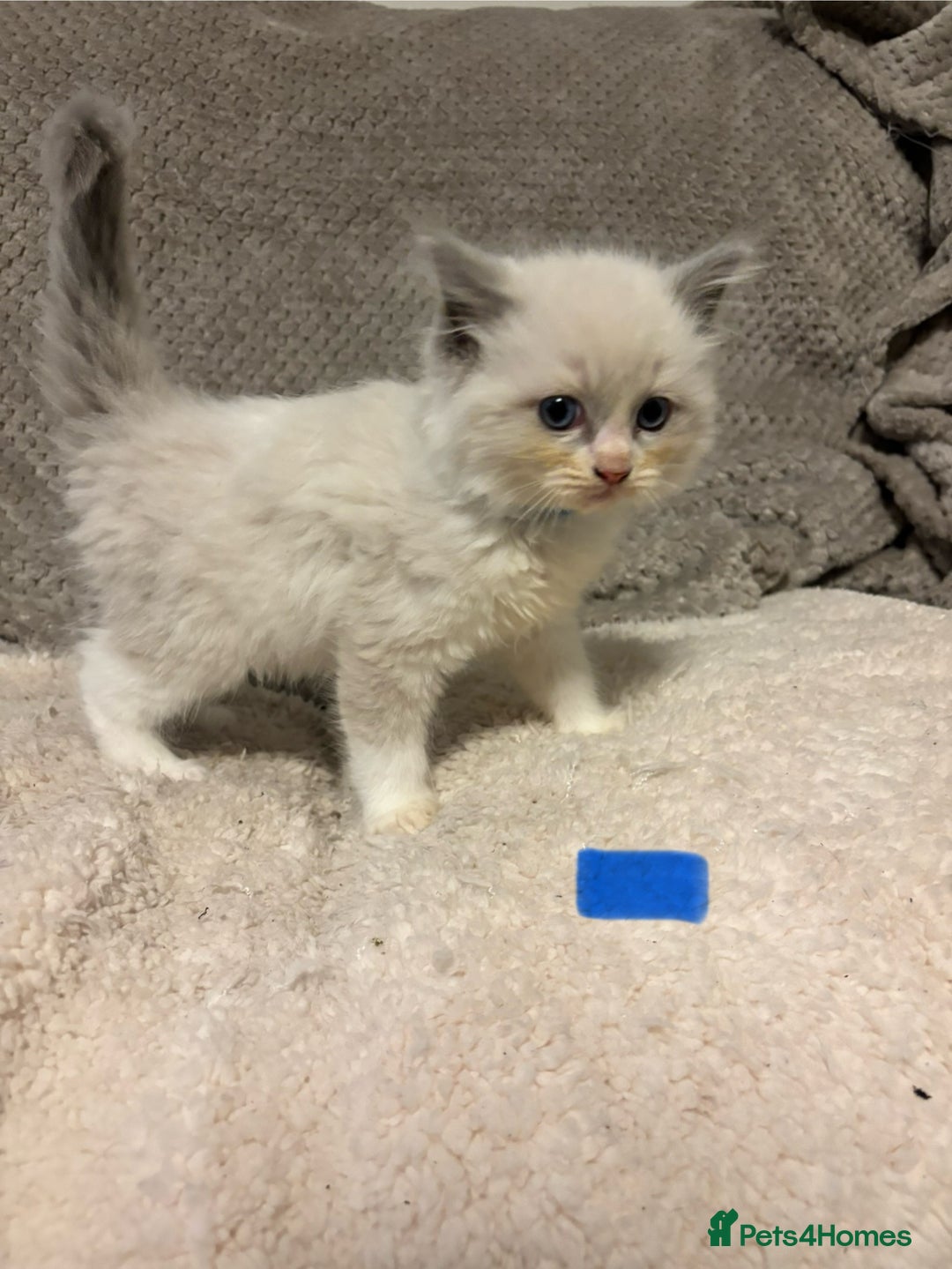 Ragdoll cats for sale: Ragdoll Kittens - Advert 19