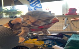 Bengal cats for sale: 9 BENGAL RAGDOLL X KITTENS - Image 33