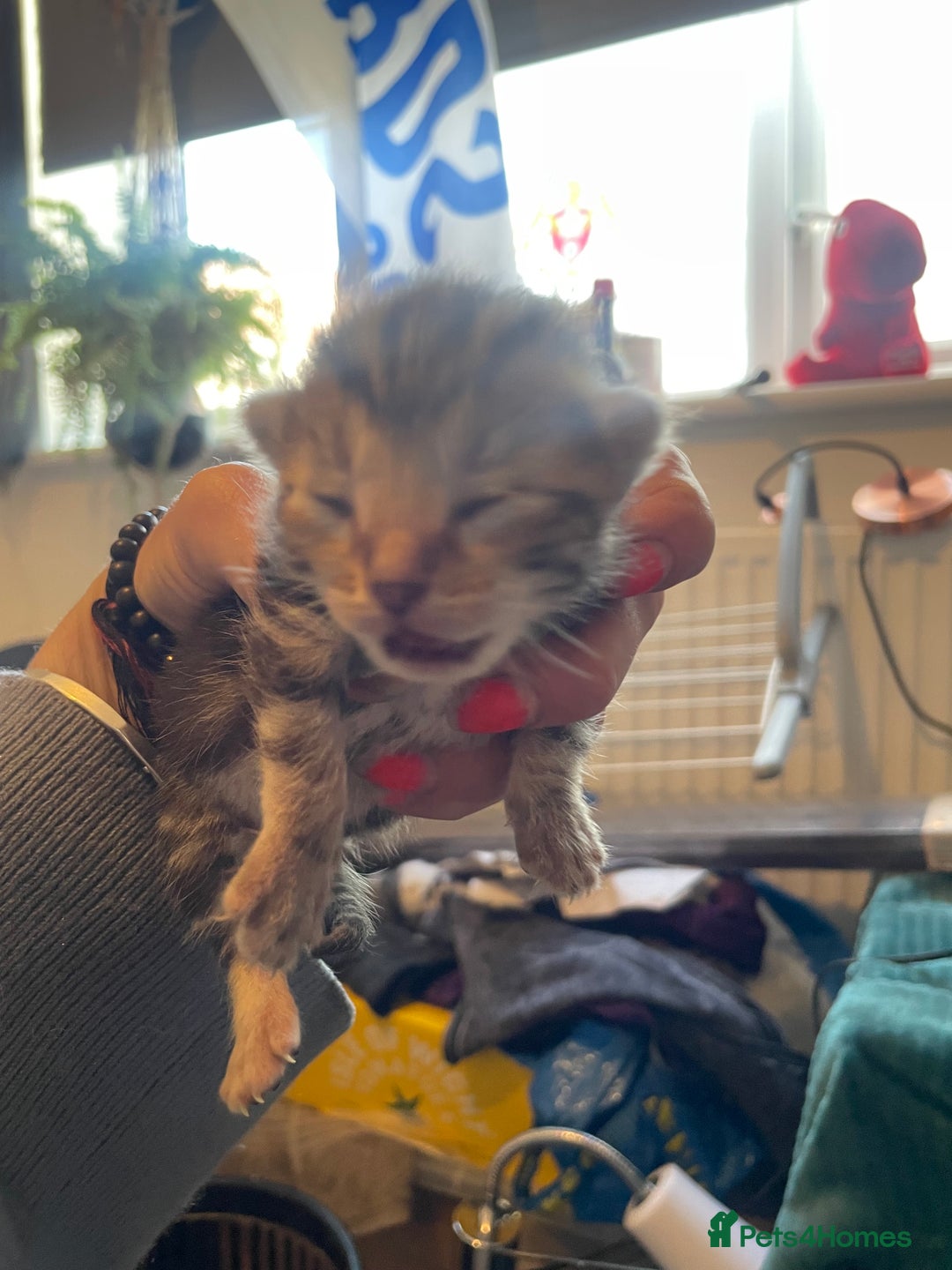 Bengal cats for sale: 9 BENGAL RAGDOLL X KITTENS - Image 33