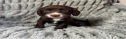 Sprocker dogs for sale: Sprocker in Peterhead - Advert 8
