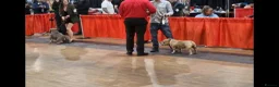 American Bully dogs for sale: Pocket bully puppies Merle fawn pied tri - Advert 11