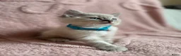 Ragdoll cats for sale: Cat / Kittens Ragdoll in Leeds - Advert 7