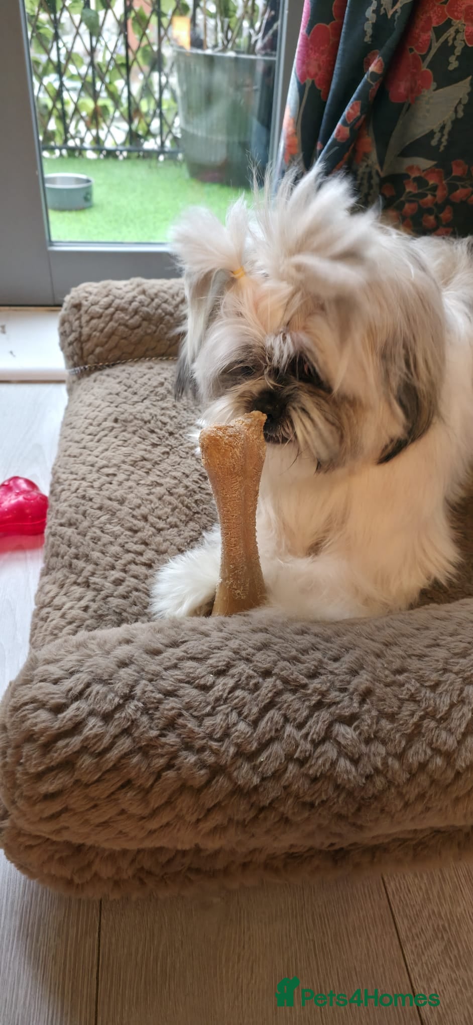 Shih Tzu dogs Morphy - Advert 12