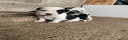 Mixed Breed dogs for sale: Beautiful mixed breed  in Bristol - Advert 5
