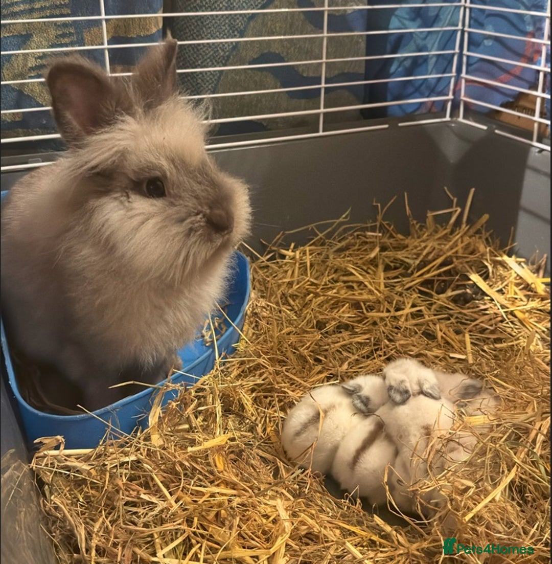 Mixed Breed rabbits for sale: All Female Gorgeous Lionhead/Lop/English rabbits. in Pewsey - Image 4