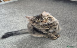 Ragdoll cats for sale: 6 month old female kitten - Image 3