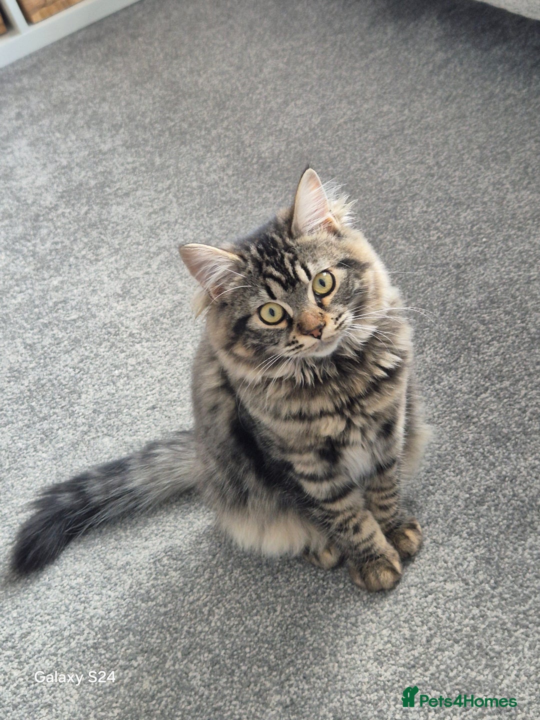 Ragdoll cats for sale: 6 month old female kitten - Image 3