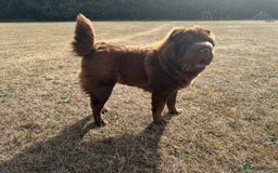 Shar Pei dogs for sale: Top quality bear coat sharpei  - Image 39
