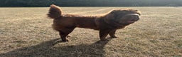 Shar Pei dogs for sale: Top quality bear coat sharpei  - Advert 35