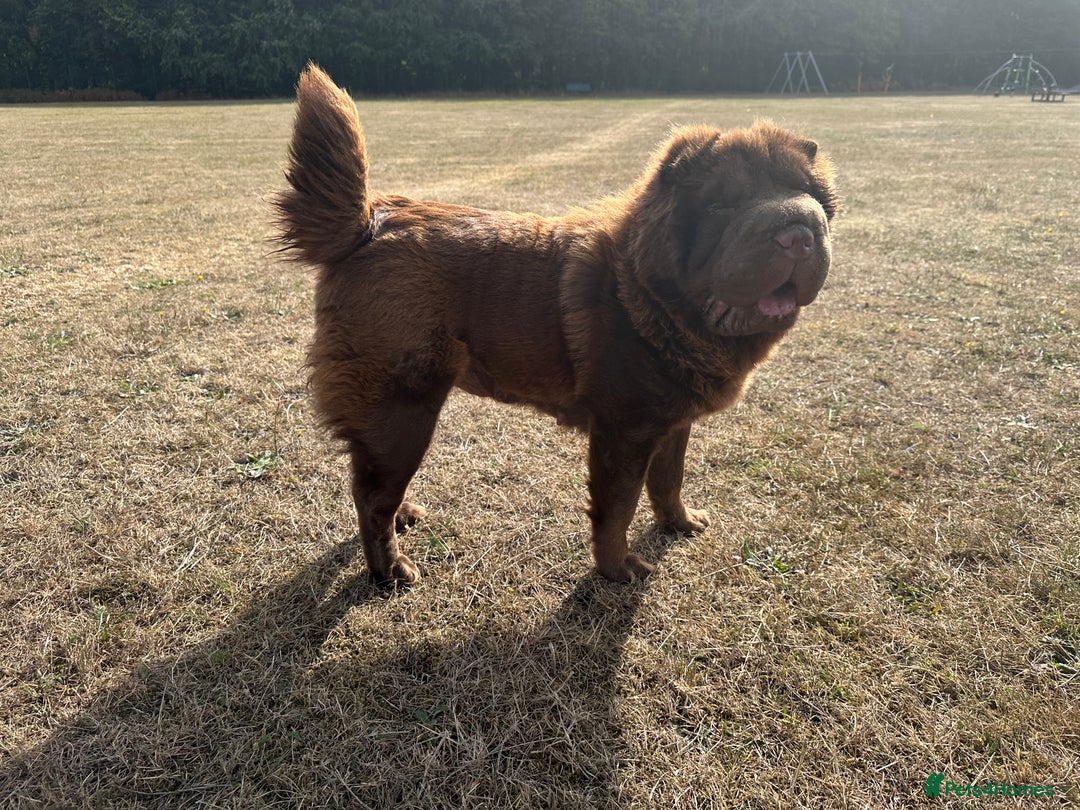 Shar Pei dogs for sale: Top quality bear coat sharpei  - Image 39