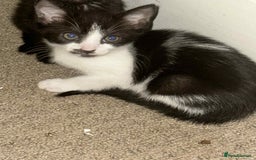 Domestic Shorthair cats for sale: 3 adorable kittens for sale  - Image 3