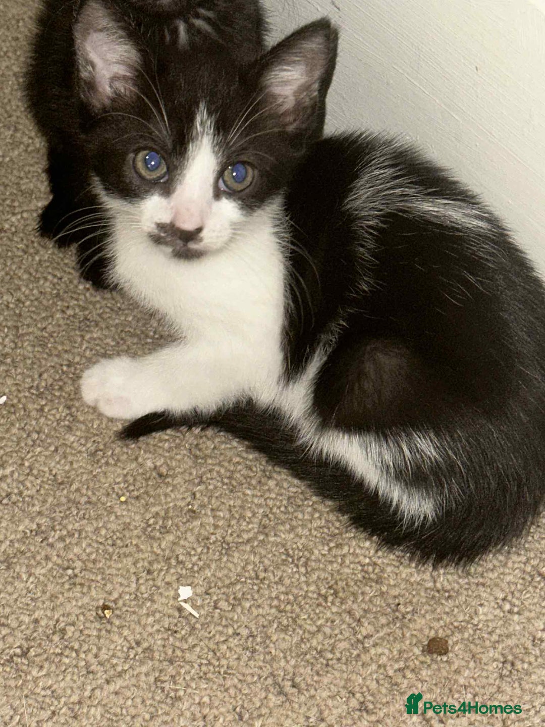 Domestic Shorthair cats for sale: 3 adorable kittens for sale  - Image 3