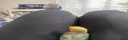 Lovebirds birds for sale: Pair of hand fed love birds - Fischers - Advert 3