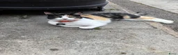 Mixed Breed cats for sale: Lovely Family Cat in Liverpool - Advert 7