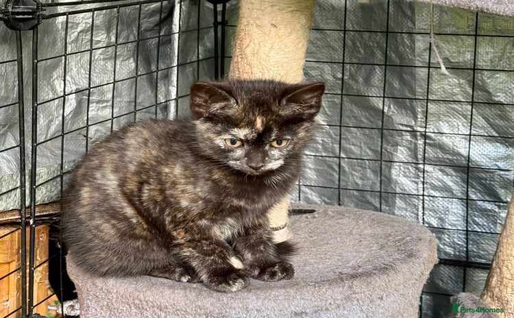 Mixed Breed cats - Advert 6