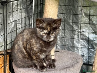 Mixed Breed cats - Advert 7