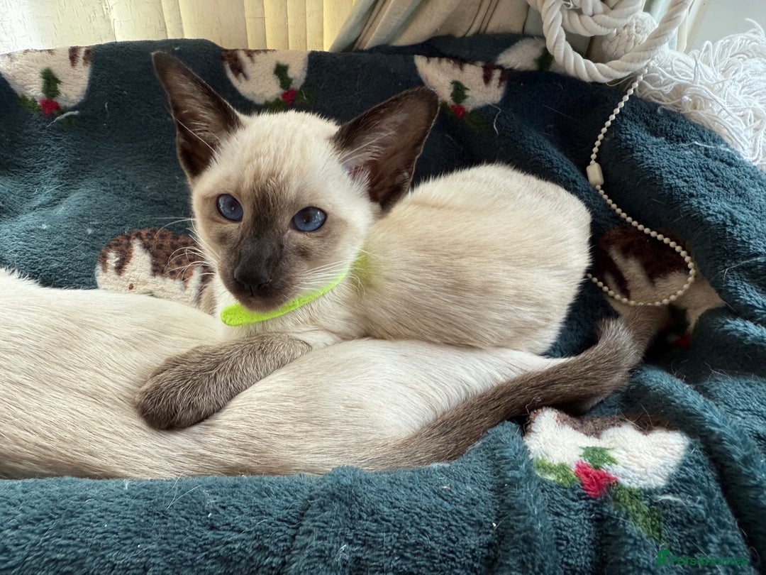 Siamese cats for sale: Siamese seal points  - Image 14