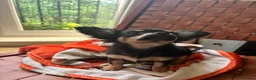 Chihuahua dogs for sale:  🐾 One little precious girl remaining 🐾  - Advert 15