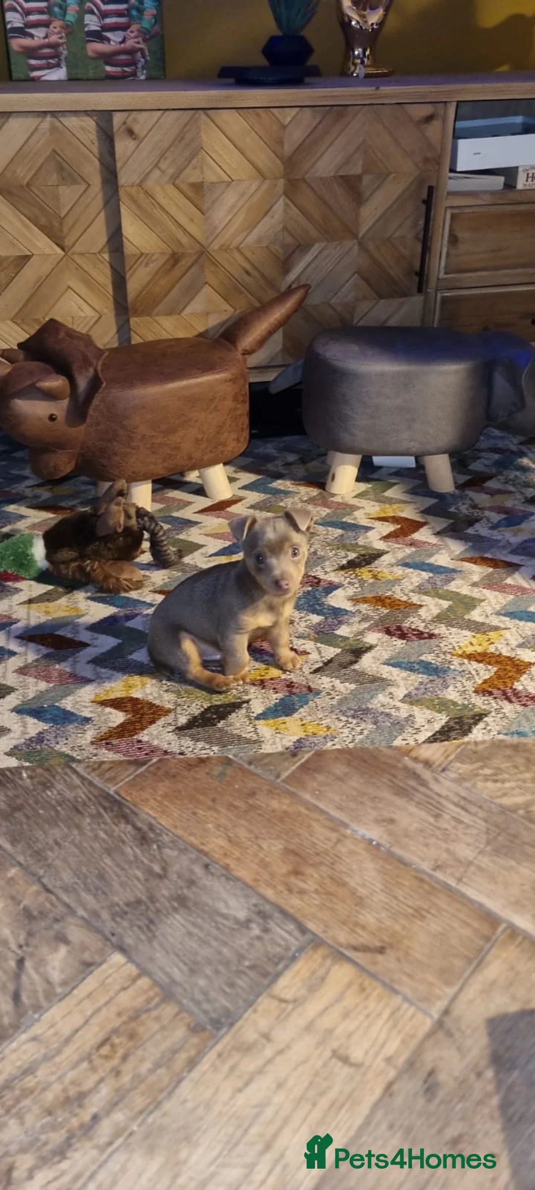 Jack Russell dogs for stud: Miniature Chocolate and Tan Jack Russell For Stud in Ebbw Vale - Advert 18