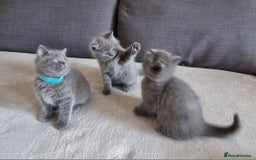 British Shorthair cats for sale: Gorgeous BSH kittens  - Image 22