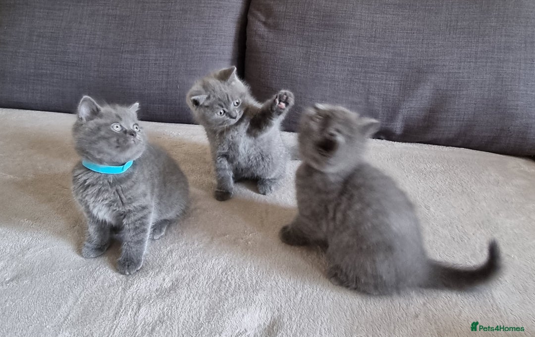 British Shorthair cats for sale: Gorgeous BSH kittens  - Image 22