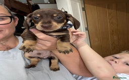 Miniature Dachshund dogs for sale: Miniature dachshund puppies  - Image 2