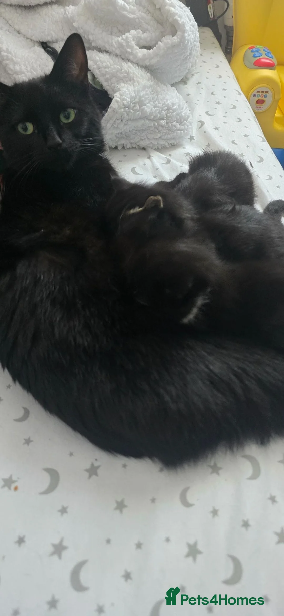 Domestic Shorthair cats for sale: 3 Beautiful female kittens  - Advert 8