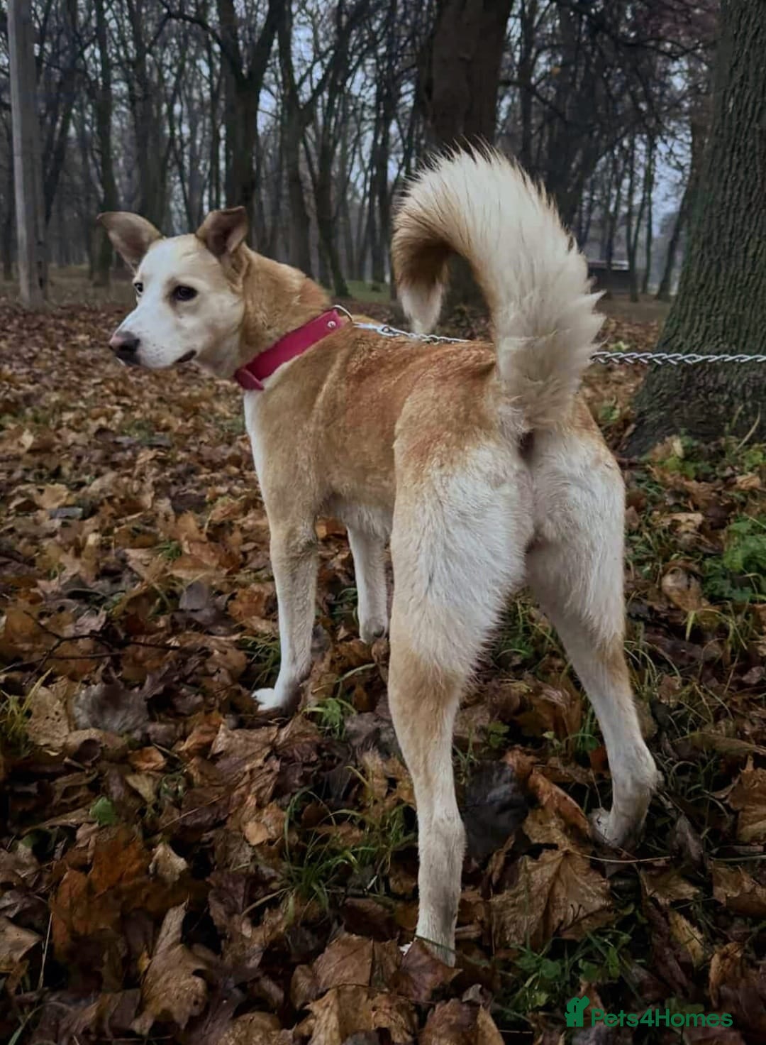 Mixed Breed dogs for adoption: 💖🐶 GLORIA 🐶💖 - Advert 3
