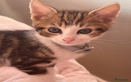 Mixed Breed cats for sale: Kittens ready to leave  - Image 1
