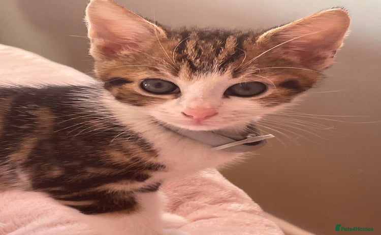Mixed Breed cats - Advert 2