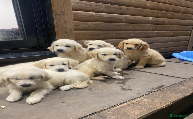 Golden Retriever dogs - Advert 13