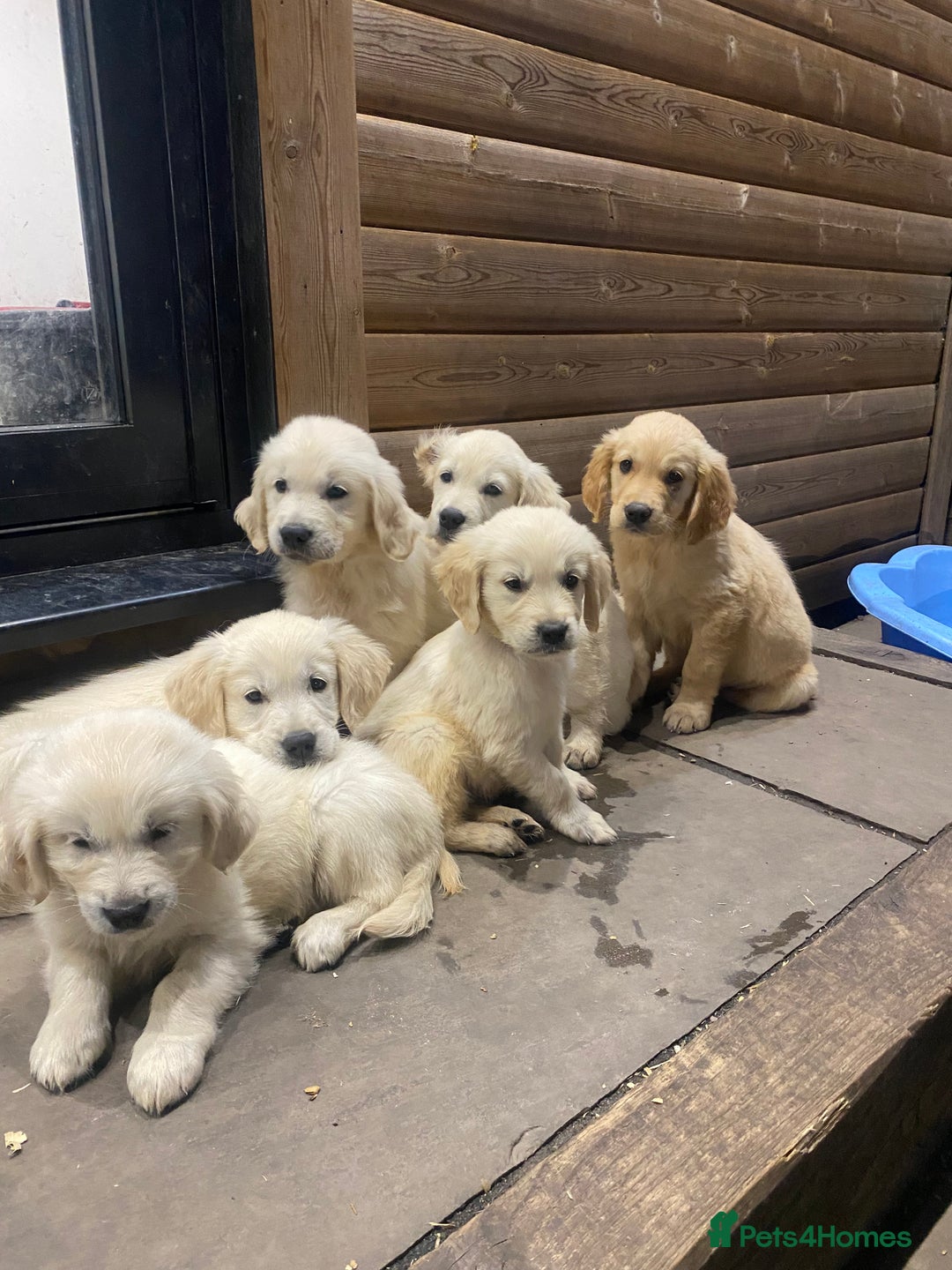 Golden Retriever dogs for sale: KC REGISTERED ®️ GOLDEN RETRIEVER PUPPIES 🐶 ❤️ - Image 4