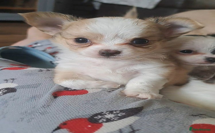 Chihuahua dogs - Advert 7