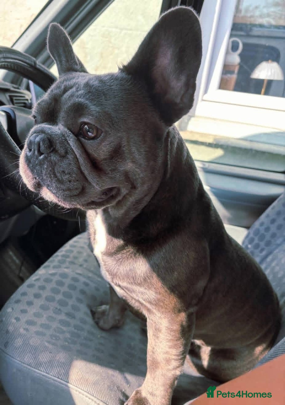 French Bulldog dogs for sale: Fluffy French bulldog puppies  - Advert 2