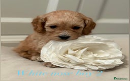 Cavapoo dogs for sale: 8 F1 dna health tested Cavapoos  - Image 14